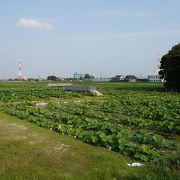 愛知県随一の蓮の名所