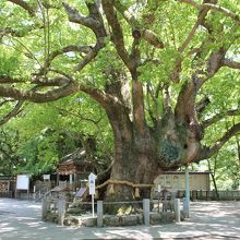 大麻比古神社ご神木