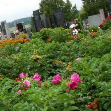 ハマナスが咲いてます