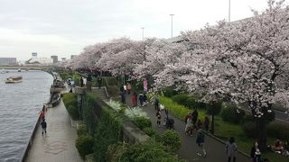 毎年大勢の人が訪れ、桜が非常に綺麗