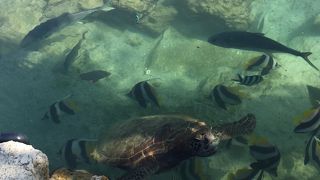 亀と熱帯魚の池