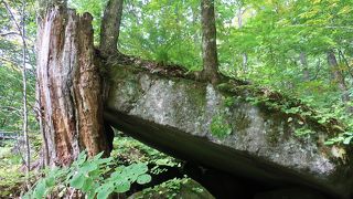 健気に石板を支える木 ♪