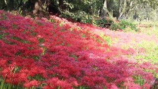 しょうしょう時期遅れでした