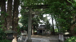 イチョウの大木に巨大な石鳥居