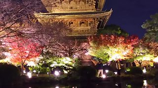 紅葉のライトアップは一度は観るべき！