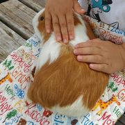 触れ合い動物園とボート