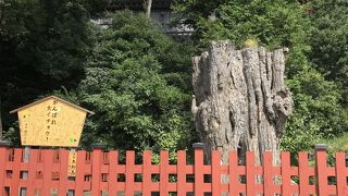 現在は、根元部分のみ