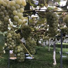 ぶどう狩り