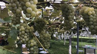 ぶどう狩りと五平餅作りを体験しました。