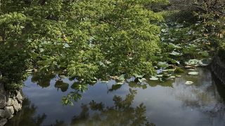 太鼓橋を挟んで左右にある池