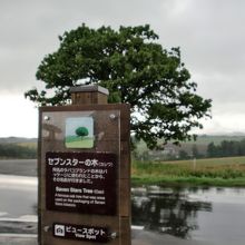 セブンスターの木