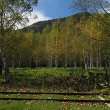 旧幌加駅から線路越しに白樺林を眺める