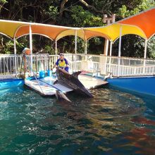 イルカのショー