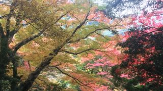 紅葉が抜群