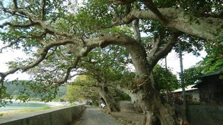 加計呂麻島のデイゴ並木