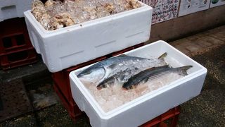 山陰地方の日本海から直送