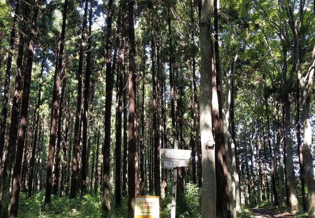 自然豊かな森の中の公園