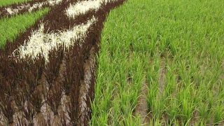 第一会場の村役場へは弘前駅からバスで行くことができます