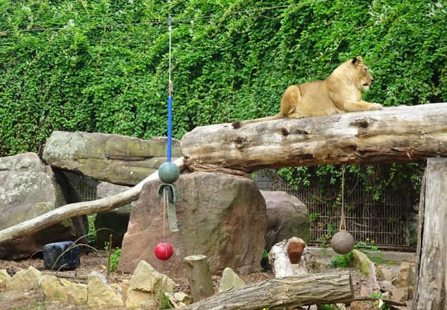 ハイデルベルク動物園