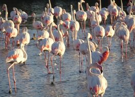 ポン ドゥ ガウ鳥類公園