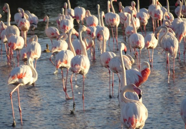 ポン ドゥ ガウ鳥類公園