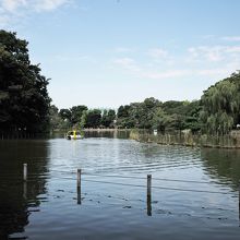 善福寺公園の「上の池」