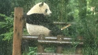 ジャイアントパンダもいます