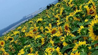 ひまわり畑