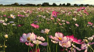 10月上旬の様子です。まだ1分咲きです。