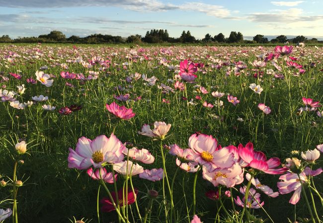 1分咲き程度です。