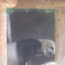 やっぱりパンダは人気です！