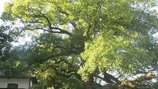 目印となる大木