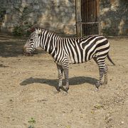 広大な動物園