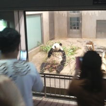 食事中のパンダの姿を見れました。