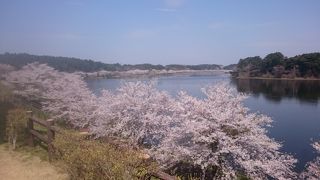 平筒沼のさくらまつり