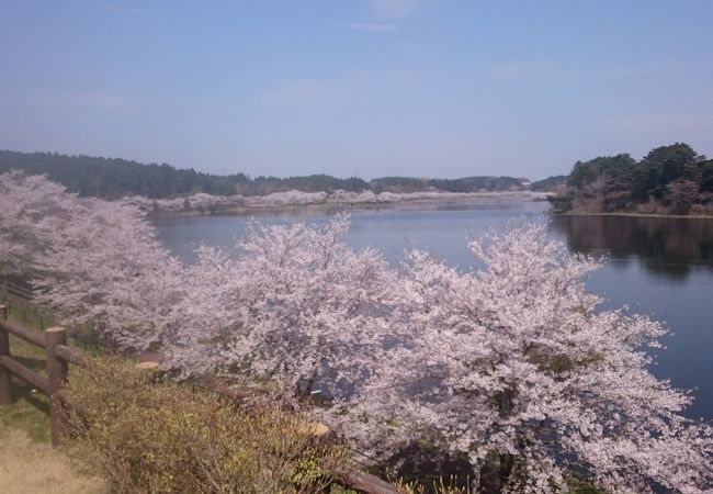 平筒沼のさくらまつり