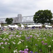 京成電車を眺めながら菖蒲鑑賞