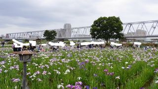 京成電車を眺めながら菖蒲鑑賞