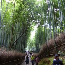 人気の竹林アングル。