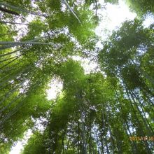 見上げると緑色の日差しが降り注ぐ。