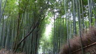 京都　「嵯峨野の竹林」はインターナショナルでした。