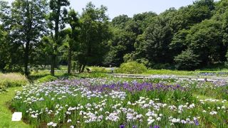 湿地帯にショウブが群生