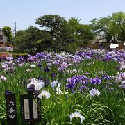 ショウブまつりでにぎわうが、敷地はコンパクト