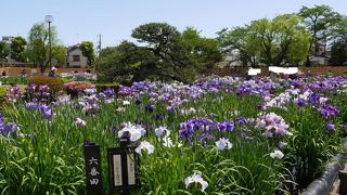 ショウブまつりでにぎわうが、敷地はコンパクト