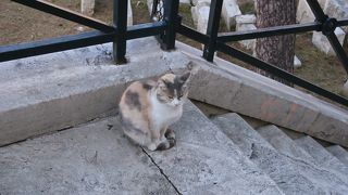 猫の保護施設がある