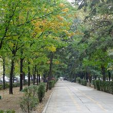 歩道部分は緑濃い公園内の道と言った雰囲気です。
