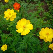 黄色い花の黄花コスモス