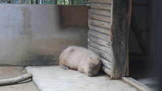 子供動物園
