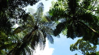 珍しい植物が見れる