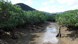 カヤックでマングローブへ